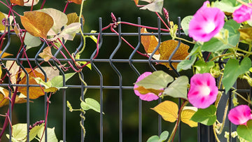 Mesh fencing with creepers