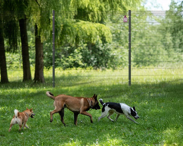 keeping-your-pets-safe-with-easyview-mesh-panel-fencing