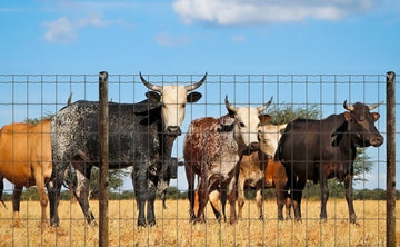 Premium Fencing Solutions - Protect Your Farm | Betafence