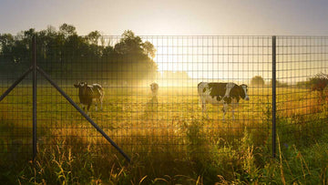 The Advantages of Wire Mesh Fencing for Versatile Property Protection | Betafence SA