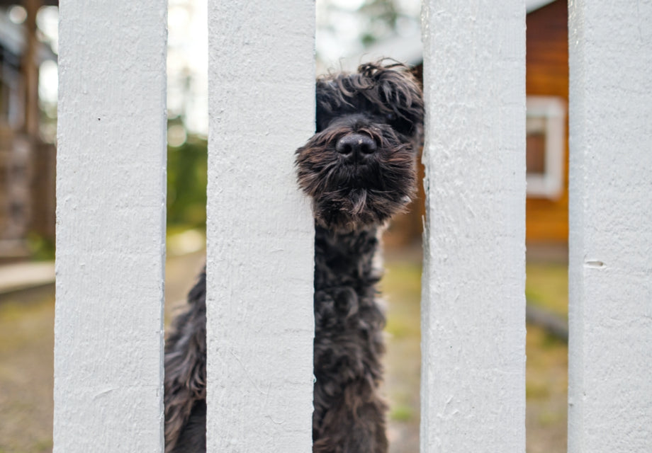 The Importance of Properly Securing Your Property if You Have Pets | Betafence